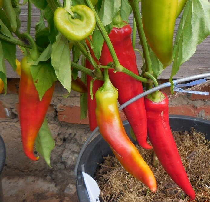 Тёща Моя на кусте, растущем в 10-литровом ведре