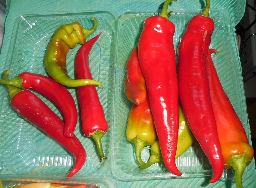 Разовый сбор с двух кустов. Слева - с куста, растущего в открытом грунте.