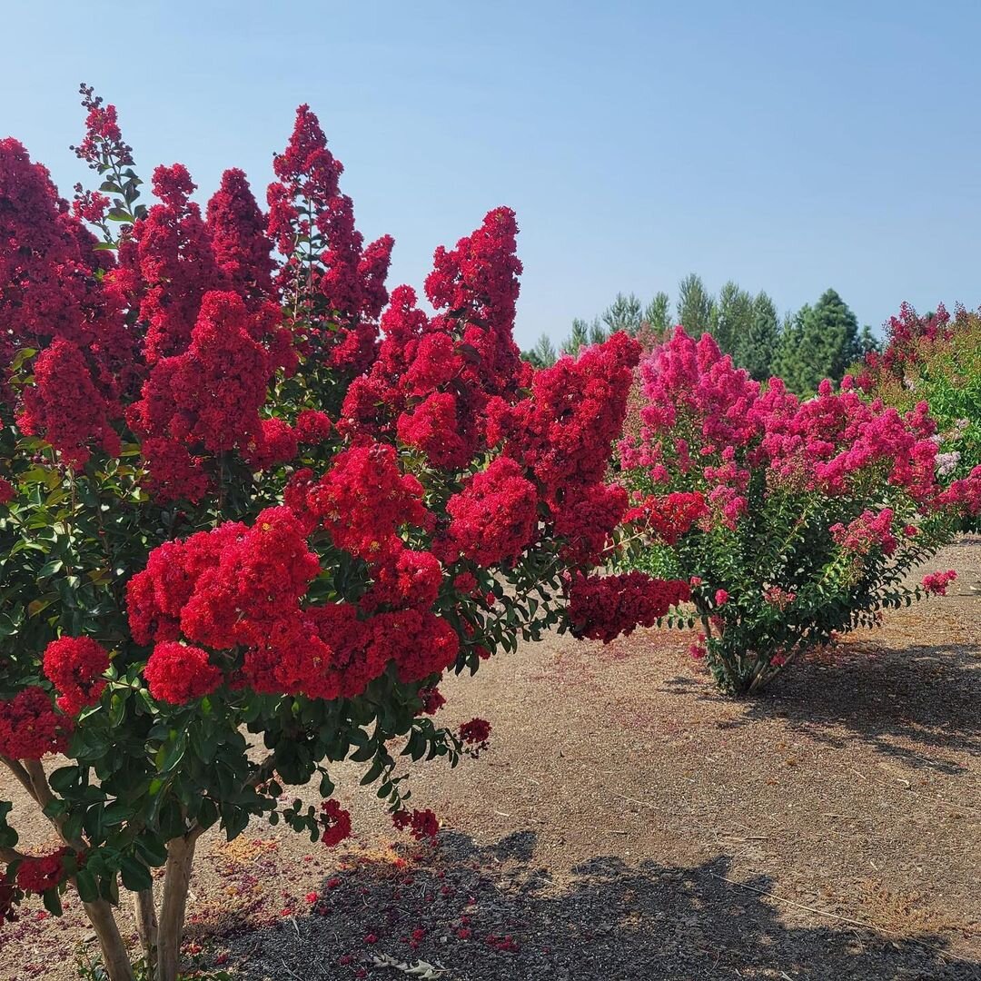 Индийская сирень