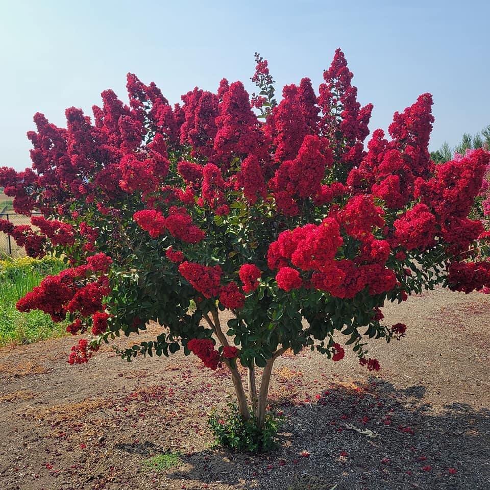 Индийская сирень