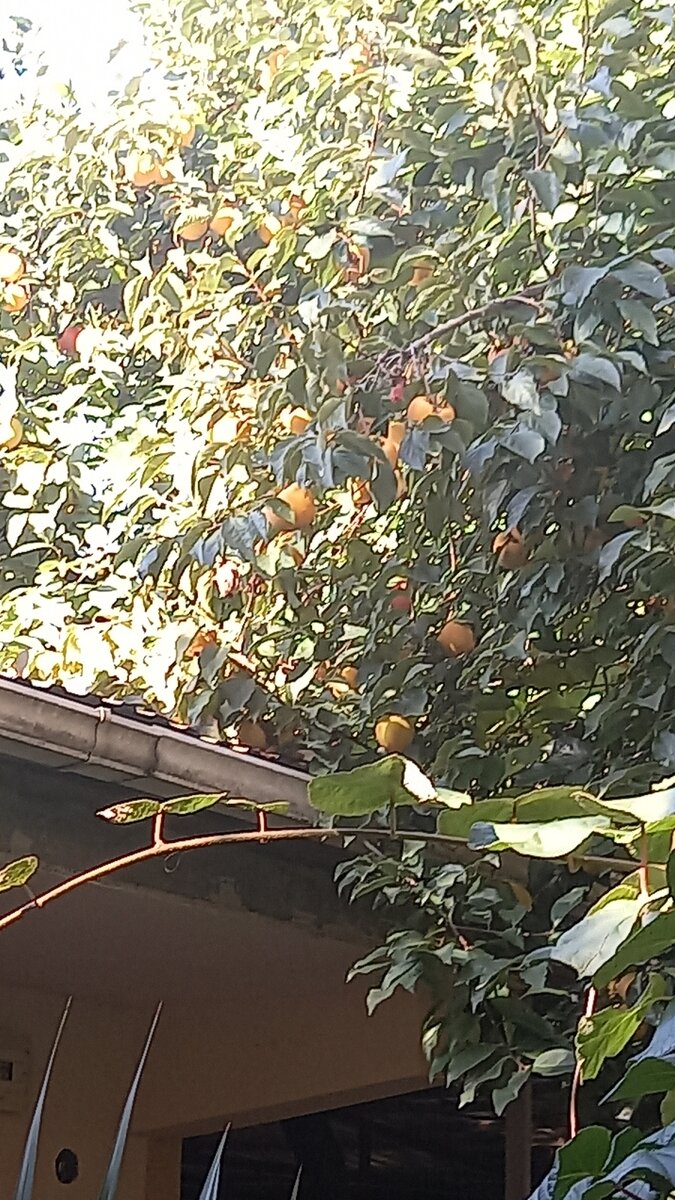 хурма в начале ноября