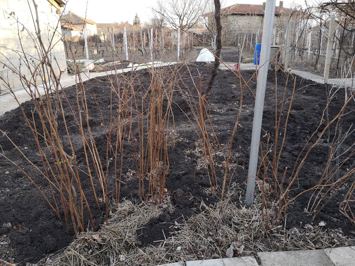 Старый малинник уже не выглядит чрезмерно неухоженным