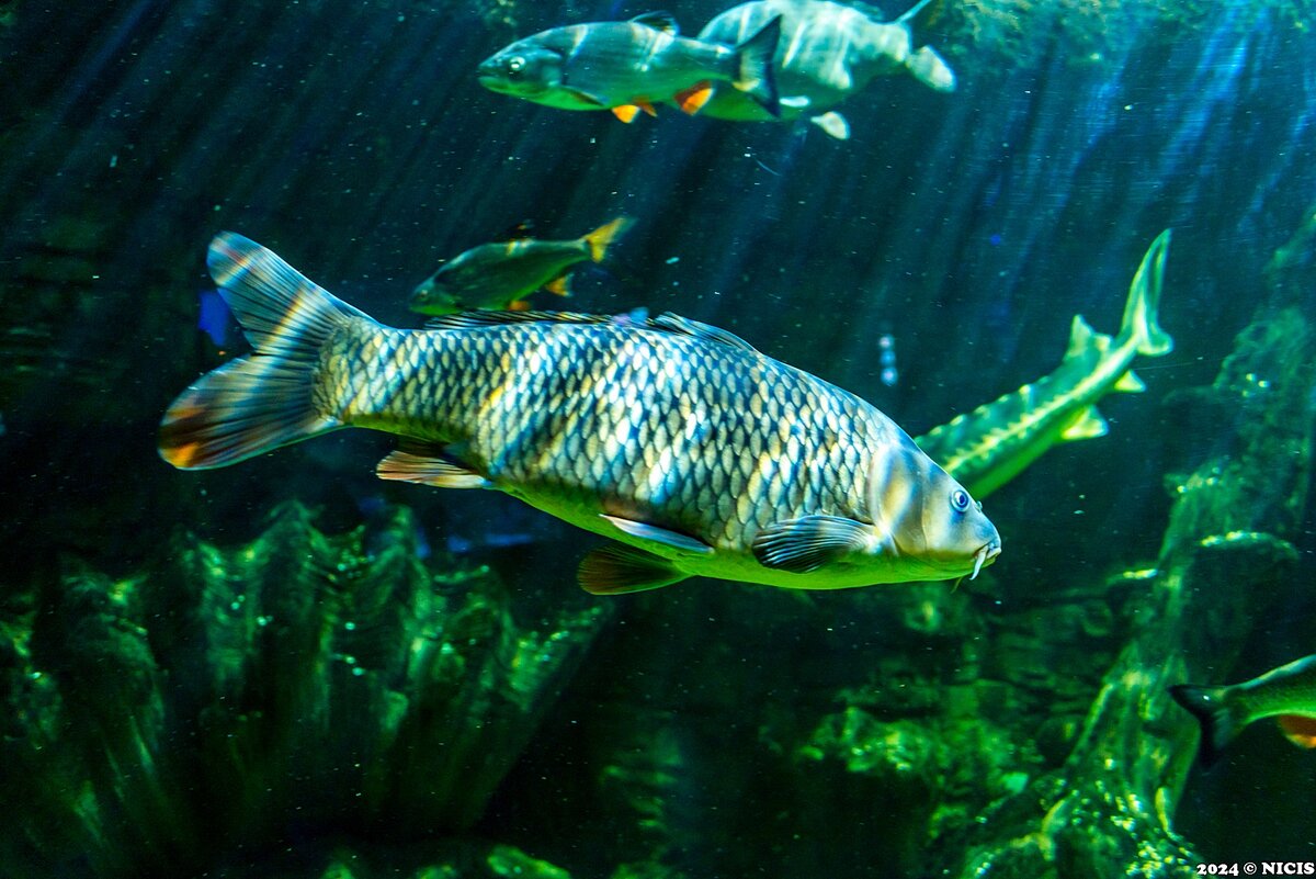 святослав сахарновзелёная рыбка. сказки про рыб. сказка морская рыбка. сказка морская рыбка. спинорог клоун.