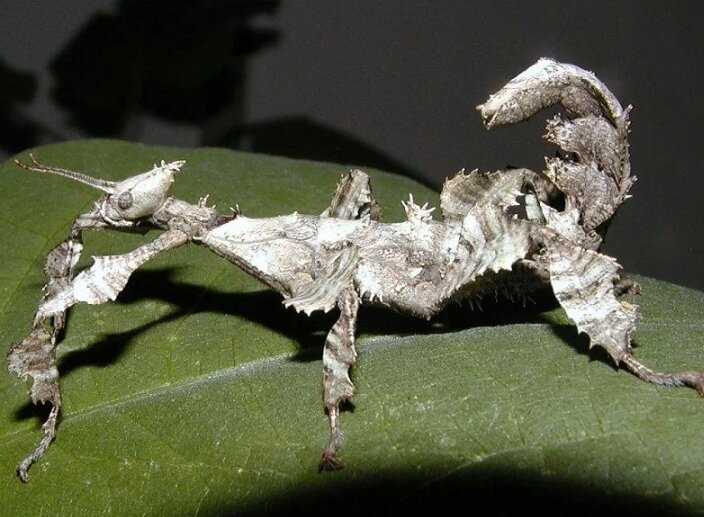 Extatosoma tiaratum может принимать угрожающую позу скорпиона.