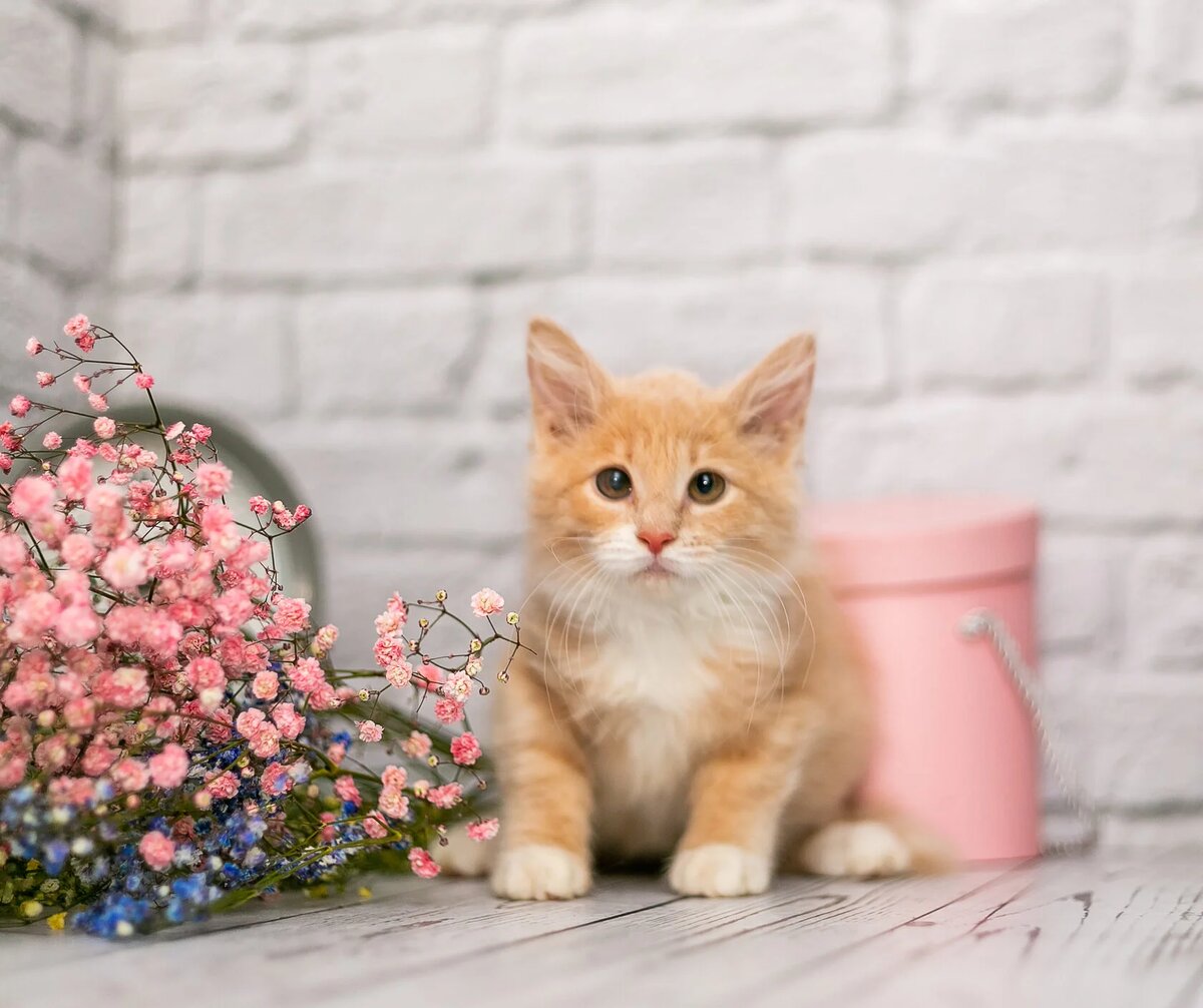 Кошка Мали. Малышка в поисках семьи