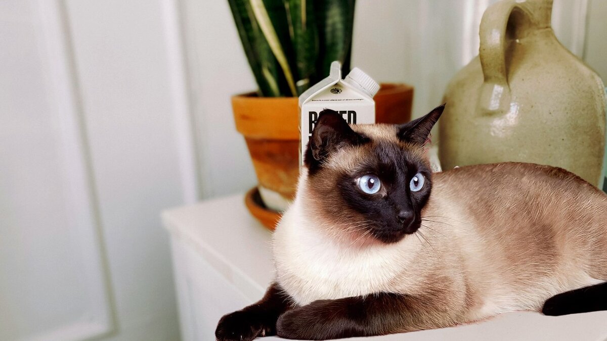 Сиамский кот