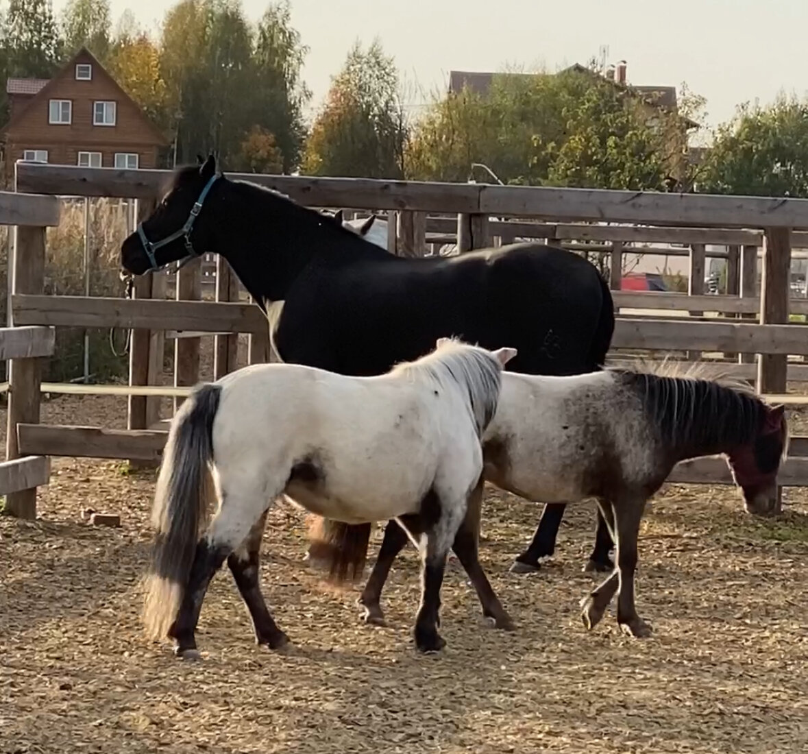Аппалуза-пони пасут Данзарина
