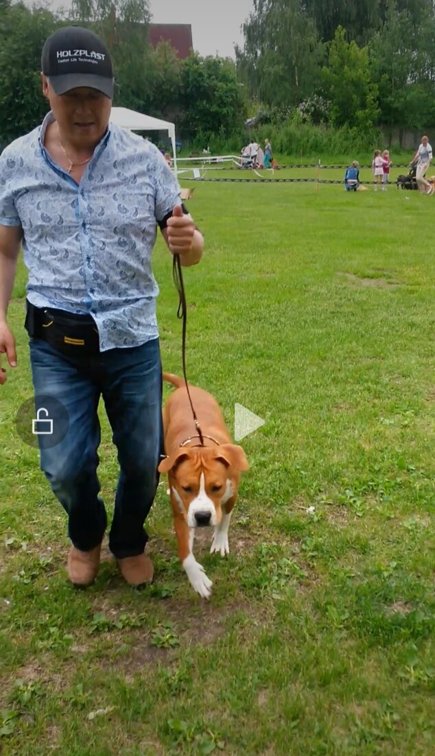 стаффик 1 год Ямир Райвал на выставке "Ильинка" Центральный Областной Клуб Собаководства