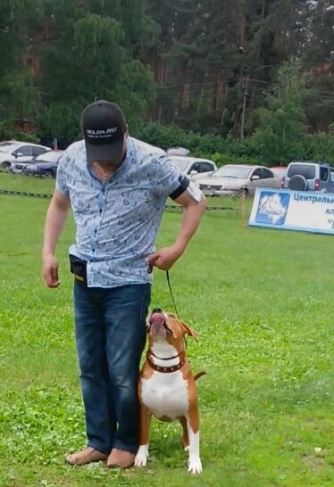 амстафф 1 год Ямир Райвал на выставке "Ильинка" Центральный Областной Клуб Собаководства