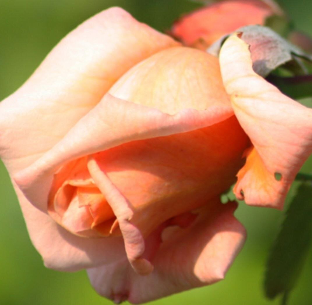 Барок. Начало цветения. Розово-красный классический бокал.