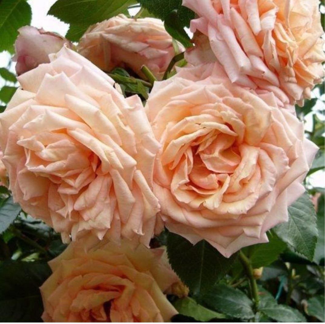 Барок. До чего же красив!