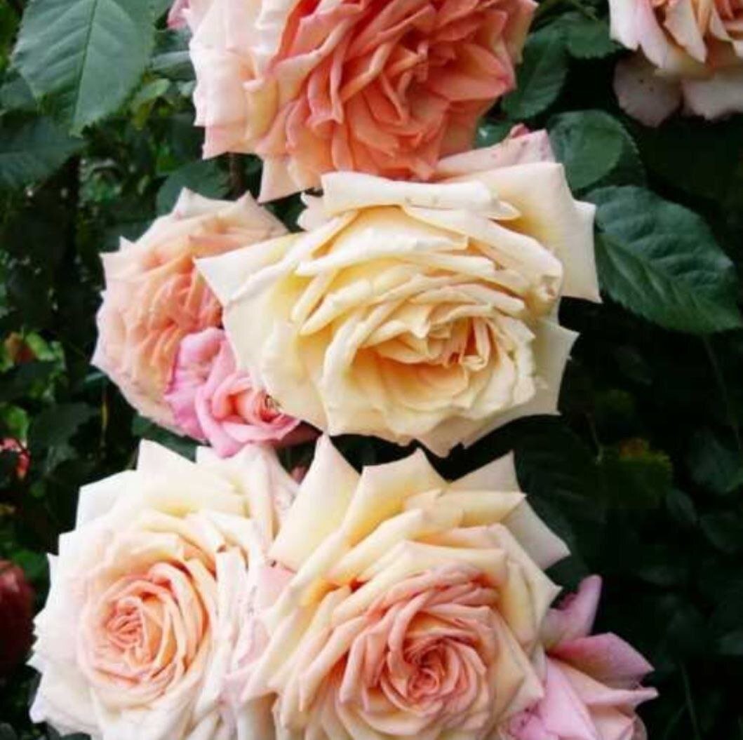 Барок. Одновременно разные стадии цветения.