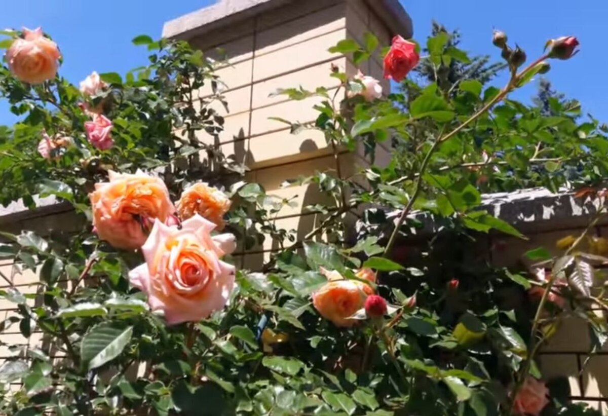 Барок. Мощный, сильнорослый куст с прочными побегами здоровой, кожевой, глянцевой тёмно-зелёной листвой .