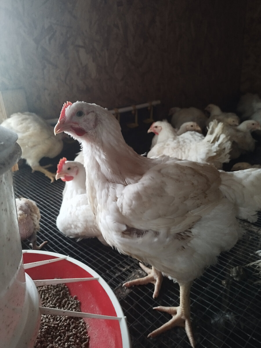 Фото с лета