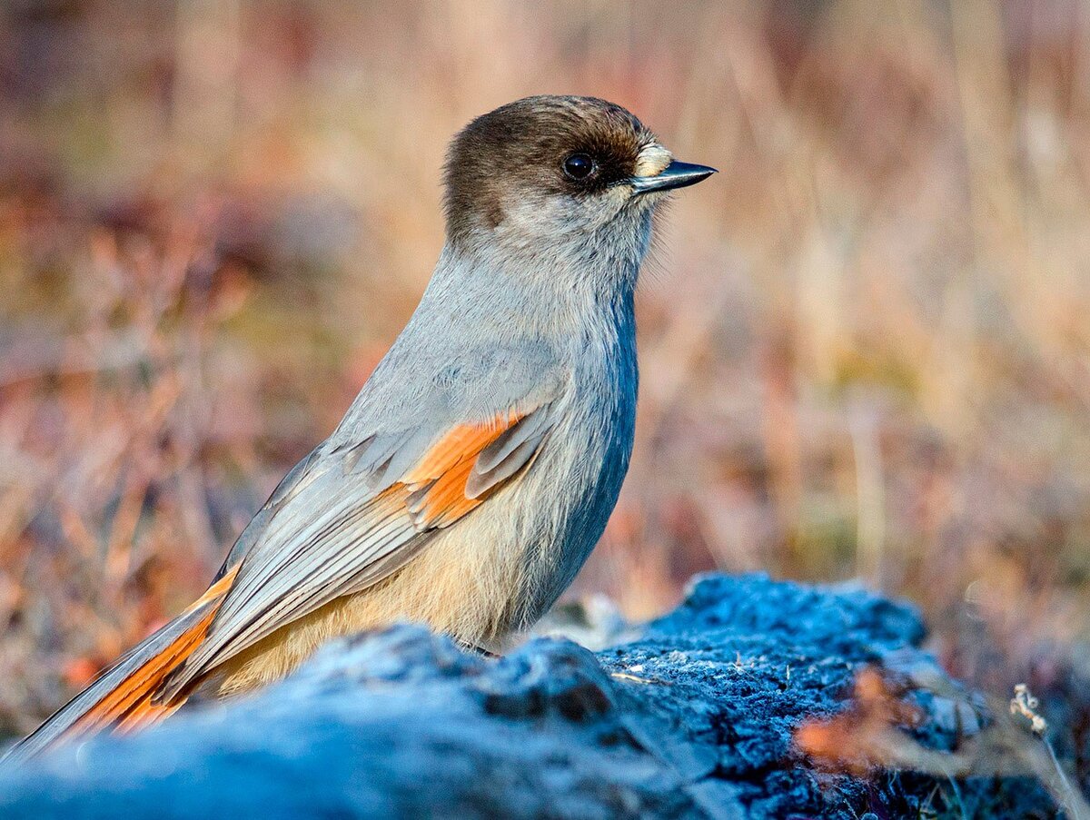 Почему эта птица такая большая хср. Кукша ронжа. Кукша (Perisoreus Infaustus). Лесная сорока Кукша. Черноголовая Кукша.