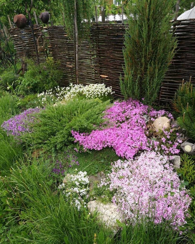 Многолетние флоксы