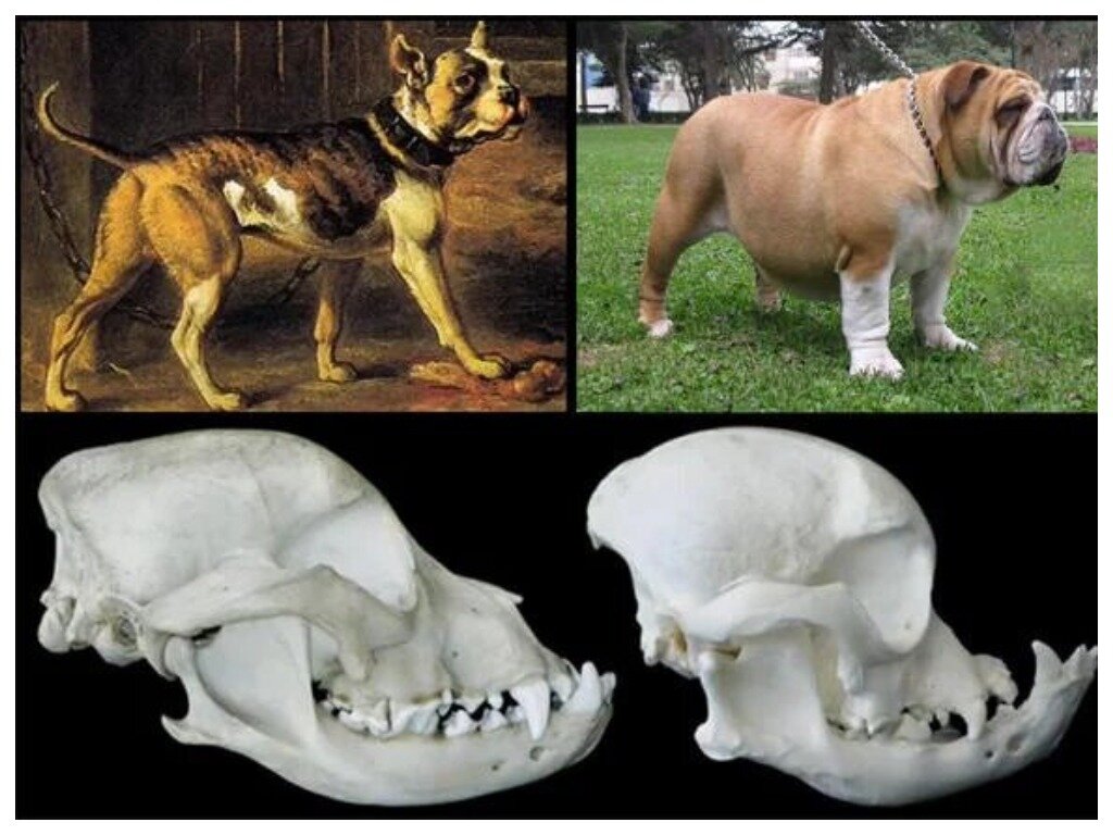 Собака вывела человека в люди. Английский бульдог до селекции. Бульдог брахицефал. Селекция пород собак. Собаки до селекции и после.