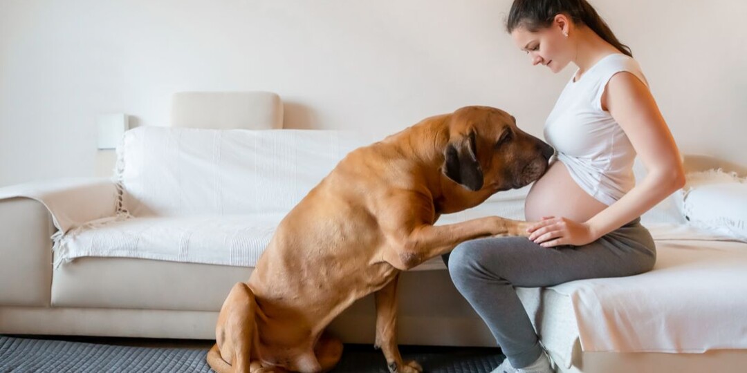 8 удивительных вещей, которые может почувствовать ваша собака