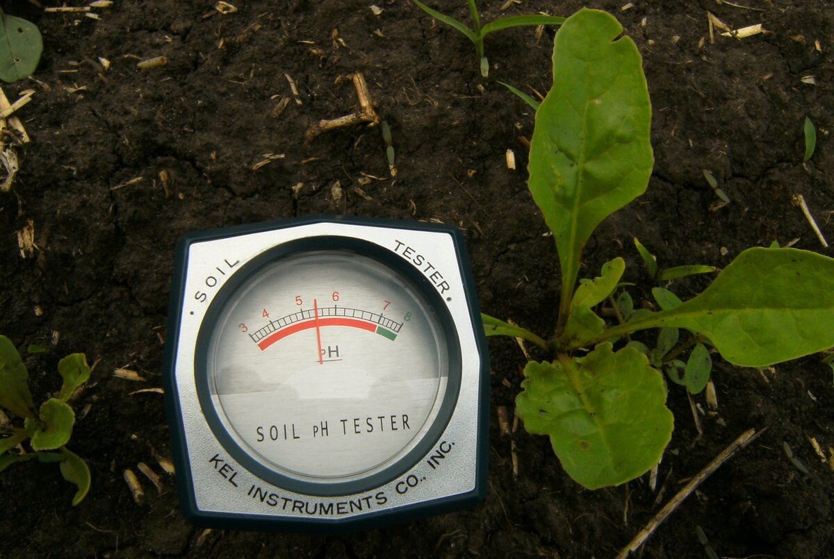 Измерение кислотности почвы. Кислотность почвы PH. Измерение PH почвы. Измерение кислотности почвы на даче. Кислотность грунта почвы