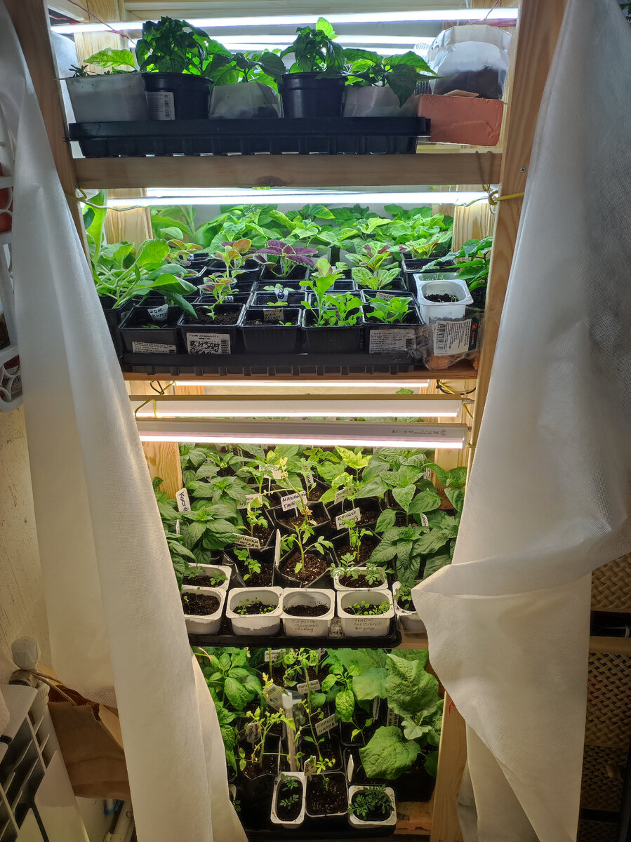 Этажерка для рассады с искусственным освещением.