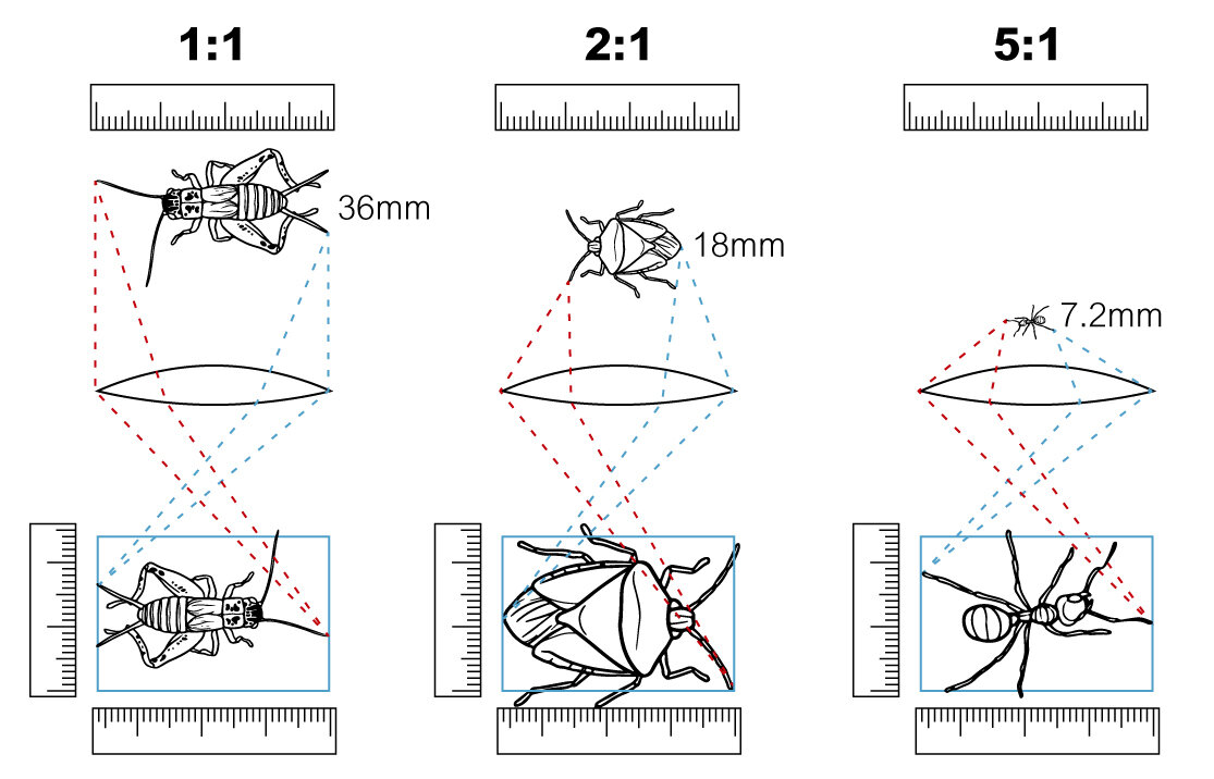 Изображение с сайта https://www.venuslens.net