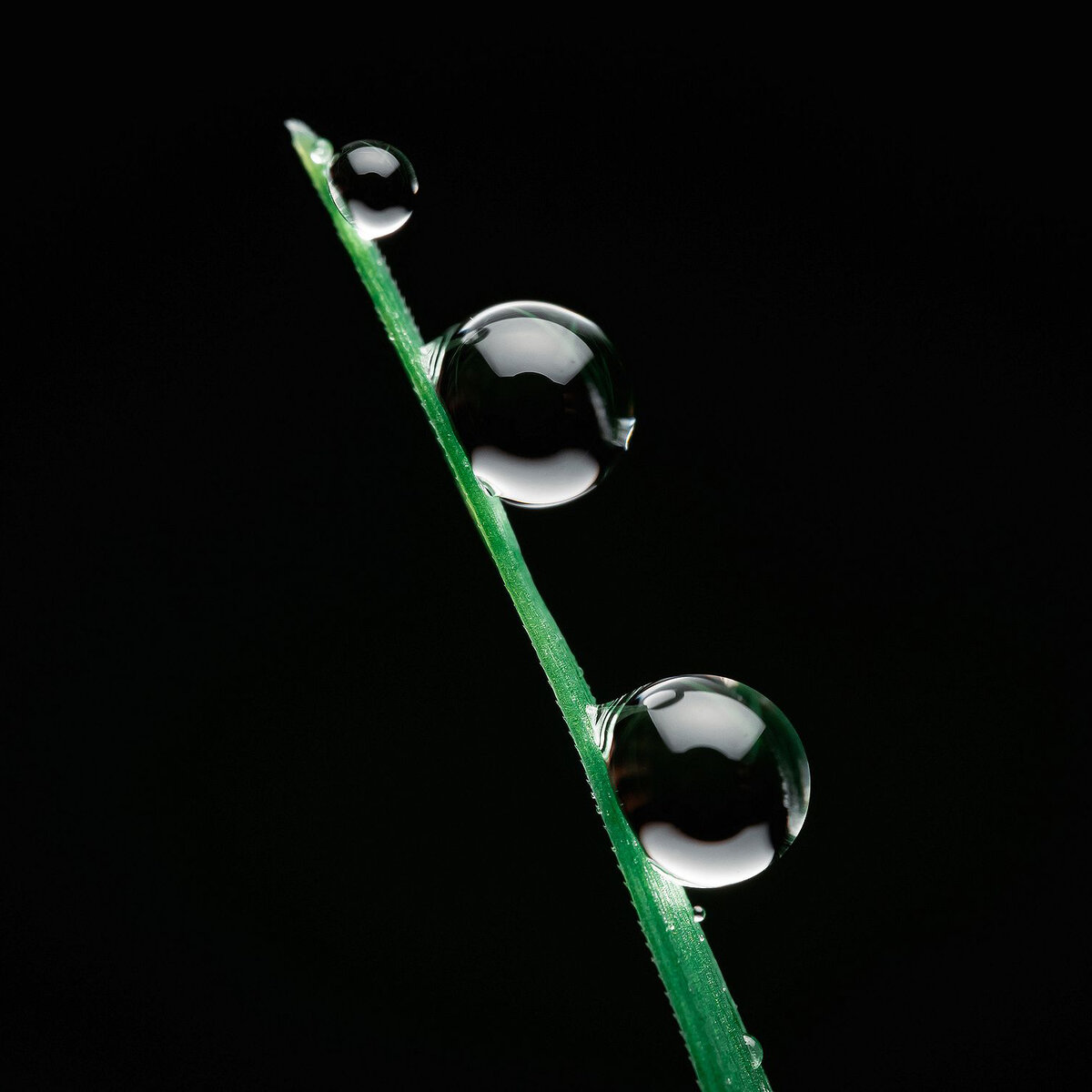 Капельки росы на Olympus EM1II и Laowa 50mm 2:1