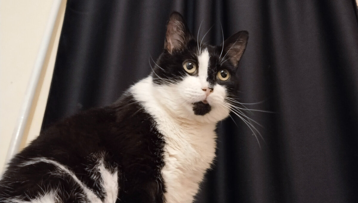 Геральт имеет право на мясо, но ест сколько дадут