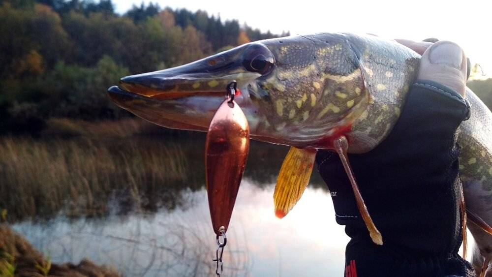 Фото с сайта: https://activefisher.net