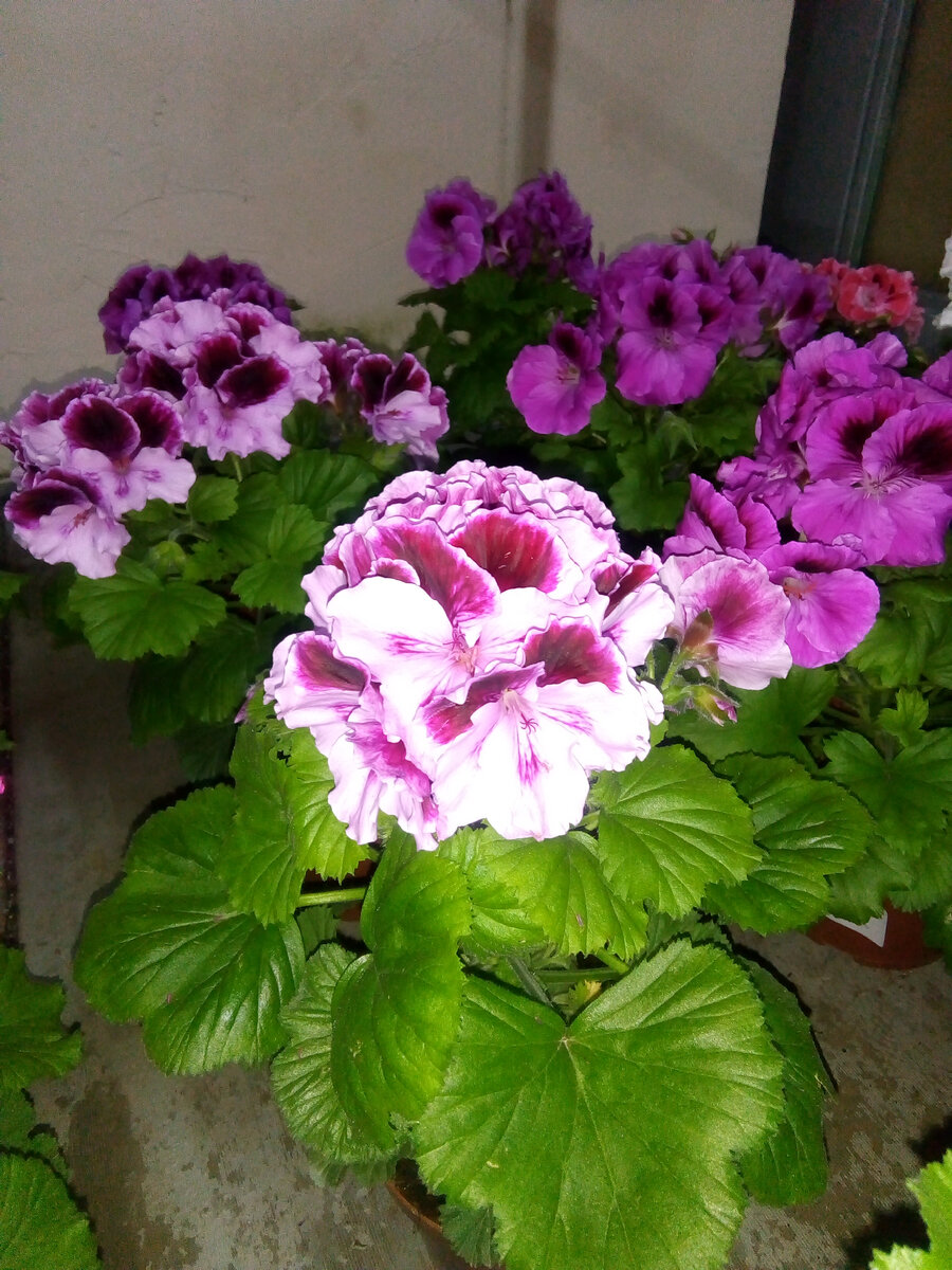 Махровые пеларгонии (герань). 