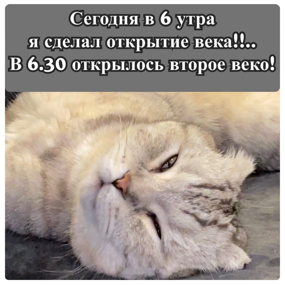 Утренний котик