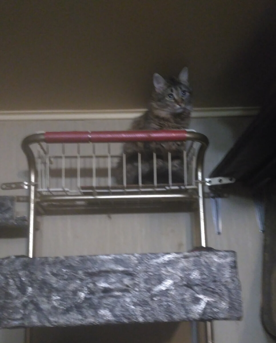 Буся на верхотуре за минуту до нашего совместного полета