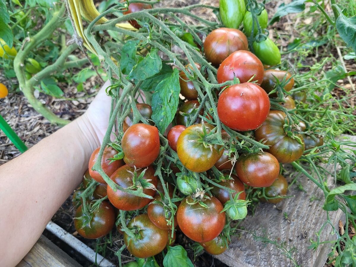 сорта помидор для грунта. томат тепличный урожайный. томаты суперранние низкорослые сорта. сорта помидор для грунта. томат буян красный.