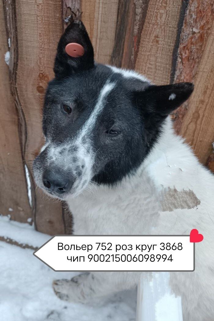 Собака из приюта Ананда, фотография с канала Эпицентр добра