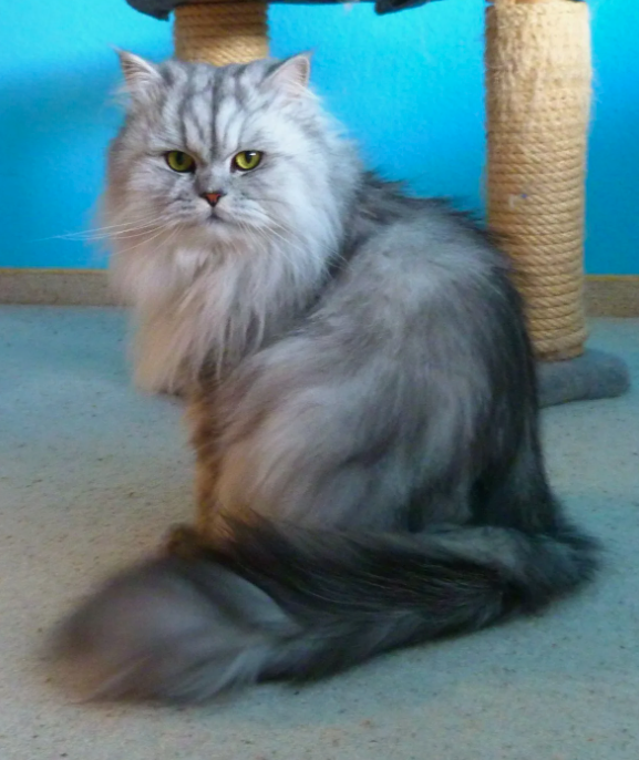 Это рисунчатая кошка, серебристый мрамор. Кто бы мог подумать.