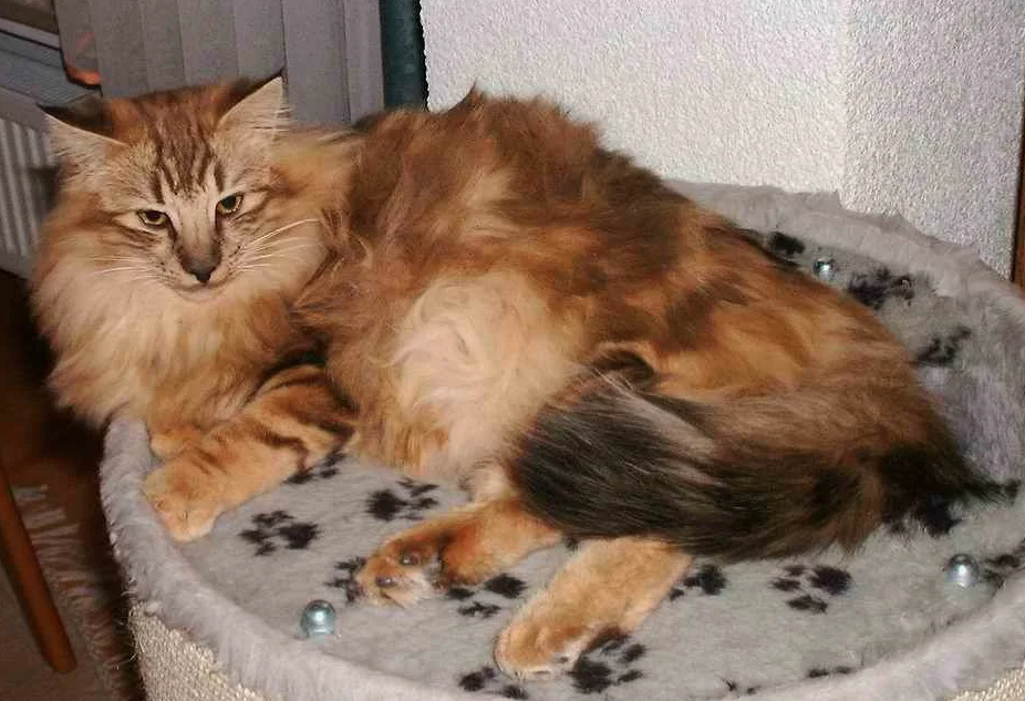 Так выглядит "золотой дым" в норвежской лесной породе, где золотой окрас определяется мутацией в гене MC1R. Кошка неагути имеет яркий золотой окрас, выраженный рисунок, а от обычного золота отличается полностью черным прокрасом носового зеркала (как у солидов) и подобием черной маски на морде.