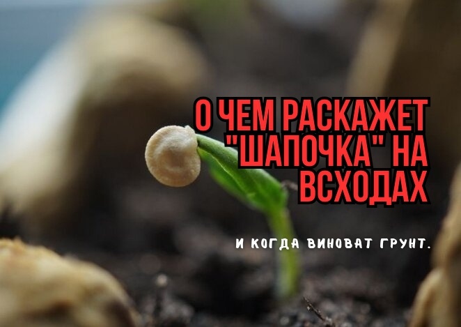 Вот почему рассада в "шапочке": 3 скрытые причины. И когда причина в грунте: агрономы уверены - это недобрый признак