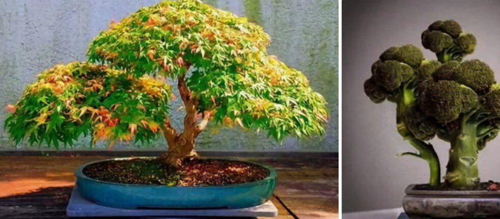 Бонсай. Из интернета