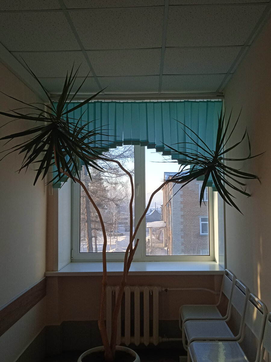 Пальма в нашей поликлинике