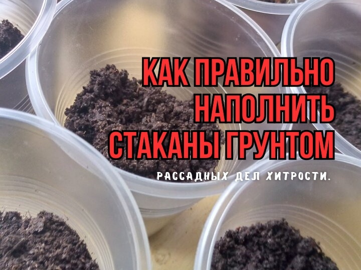Почему мы неправильно наполняем стаканы с грунтом для рассады: 3 любимые ошибки. И безошибочный метод: грунт сам уплотняется
