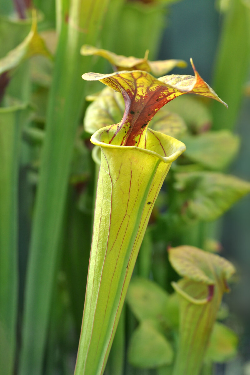 полисахариды растительных клеток целлюлоза. лекарственные растение которые входят в бады. вещество придающее растительной. пластиды в клетках. ткани придающие прочность растениям.