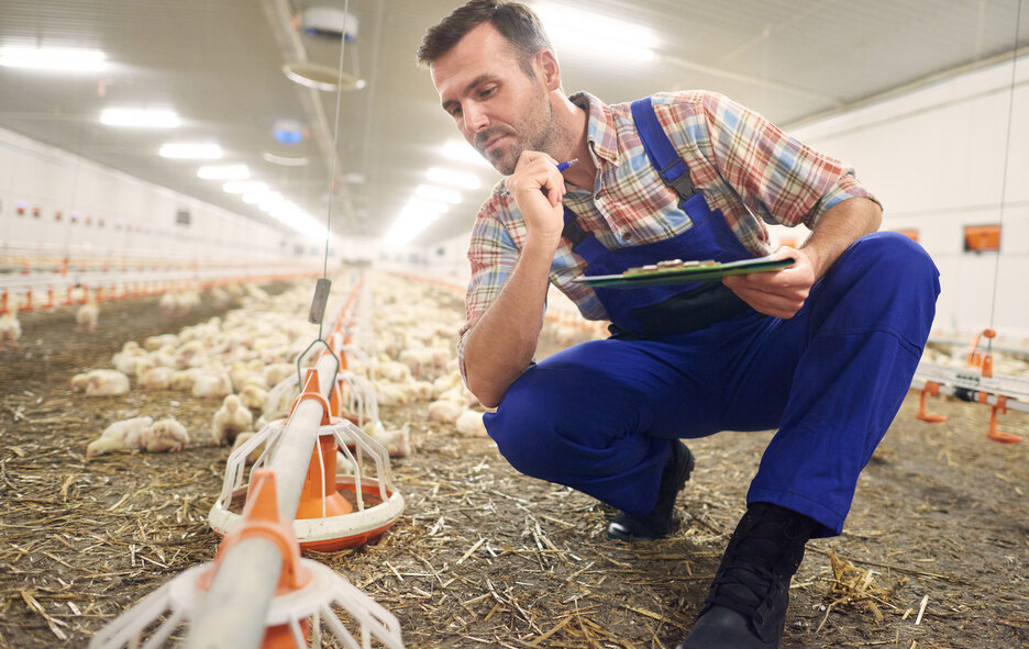   Инновации в птицеводстве. freepik.com/Freepik Редакция Алтай-агро