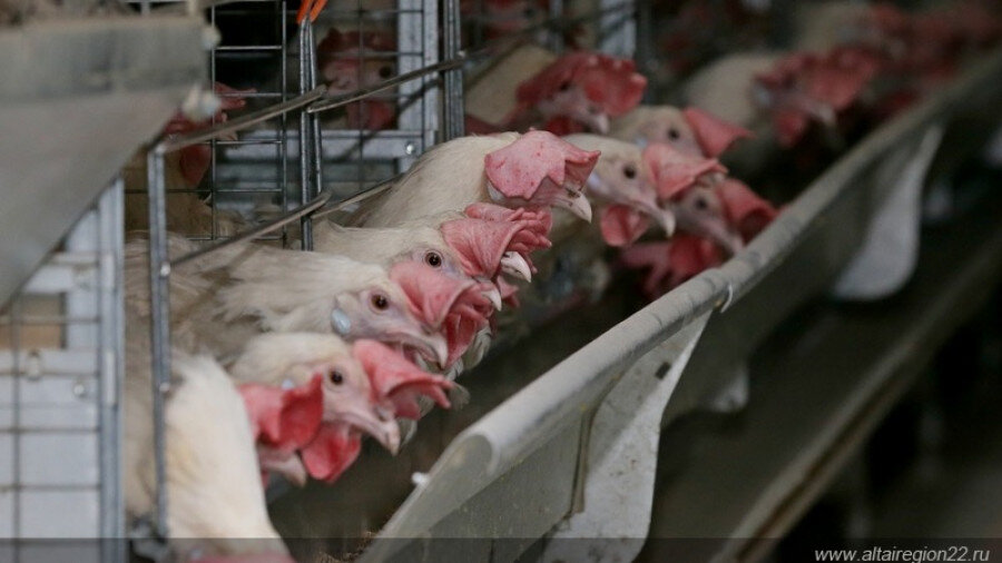   На птицефабрике. Altairegion22.ru  Редакция Алтай-агро