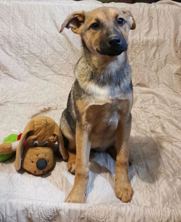 Собака кушает. Можно собакам мелких. Корм для собак. Ершистый терьер. Можно собакам мелких.