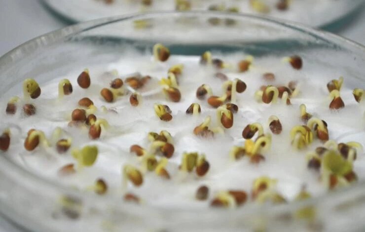 Яндекс.Картинки