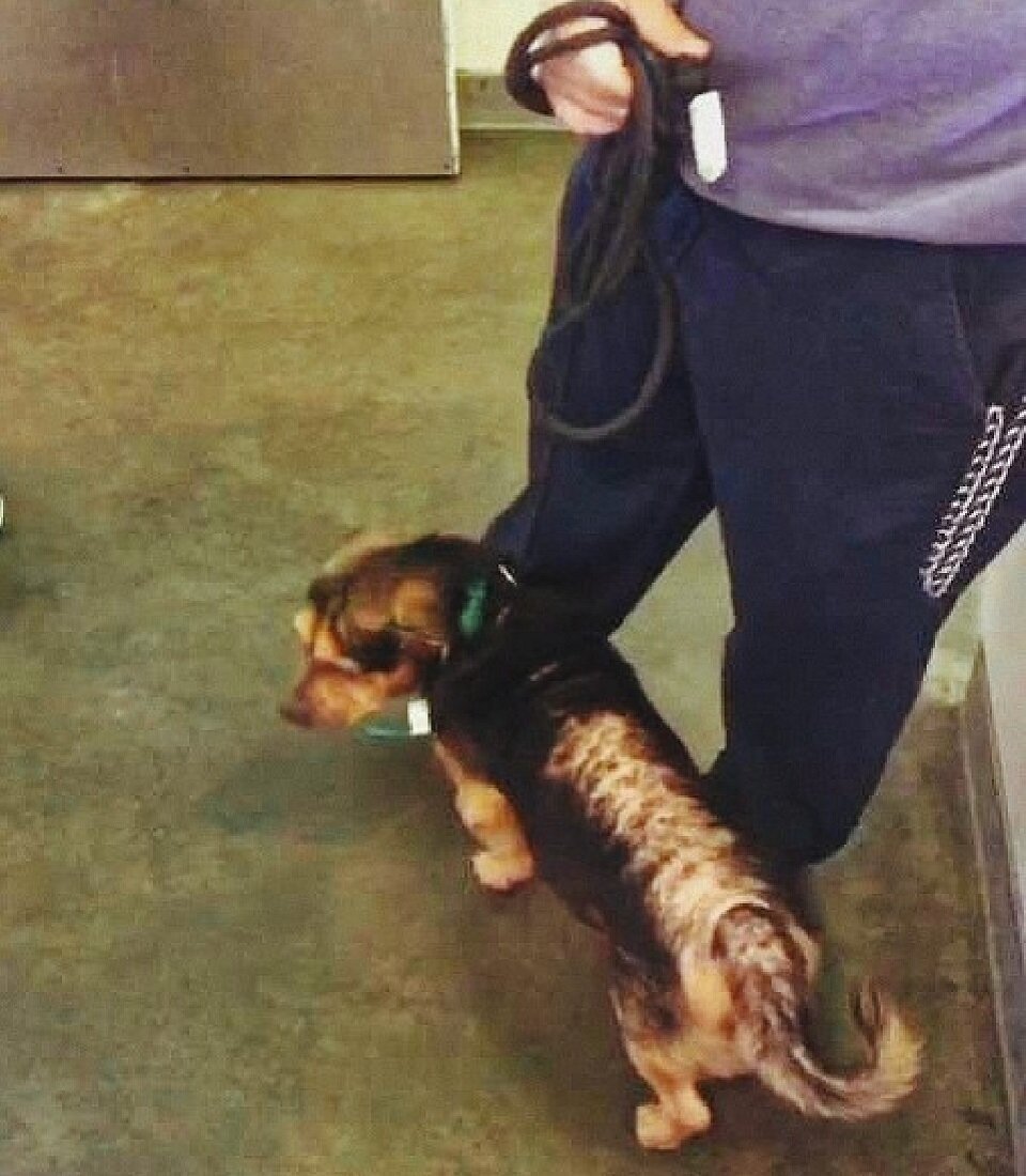 У пса была аллергия, возникшая из-за блох и прочих паразитирующих насекомых