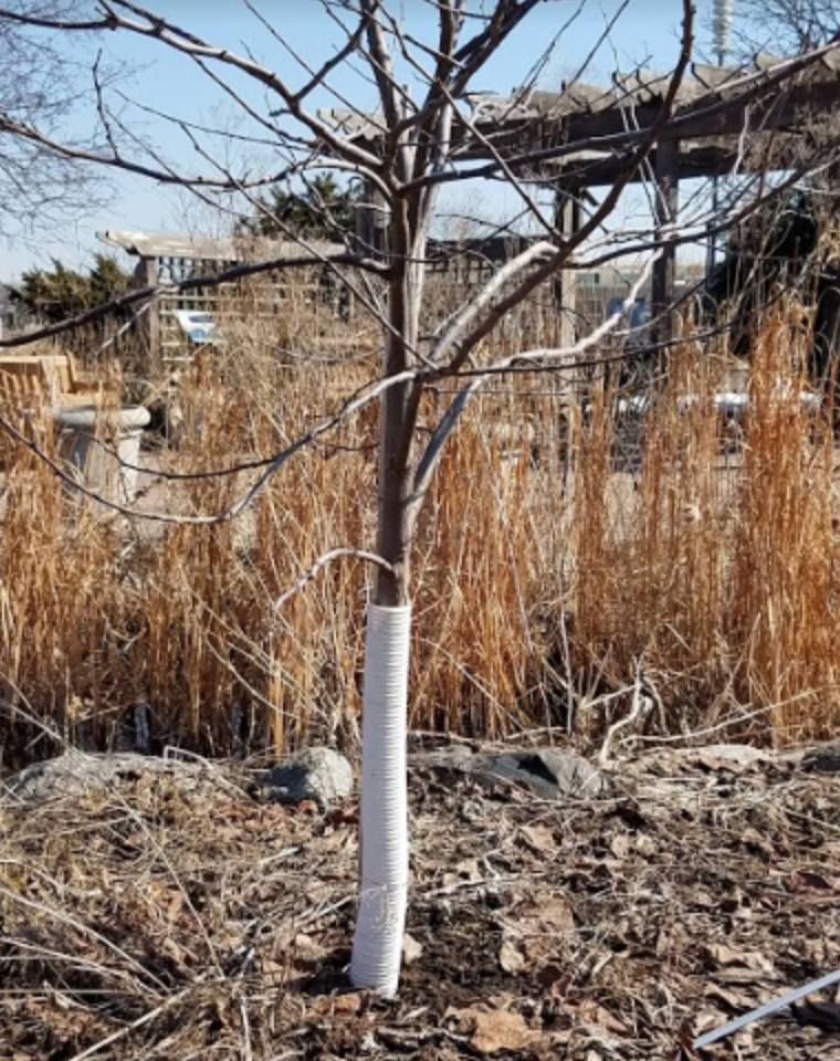 Деревья стоит укутать защитным материалом (источник фото: umn.edu)