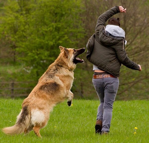 Почему собака прыгает на людей Вот список основных поводов, побуждающих собаку прыгнуть на человека. Стресс Испуганная собака ищет поддержки, а, возможно, и защиты у хозяина.-2