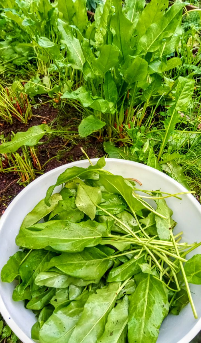 Хрустящий щавель