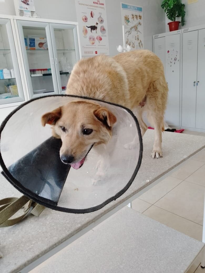 потеряшки брянск животных. забота о животных потеряшки. забота о животных потеряшки. потеряшки щенки рославль. забота людей о домашних животных.