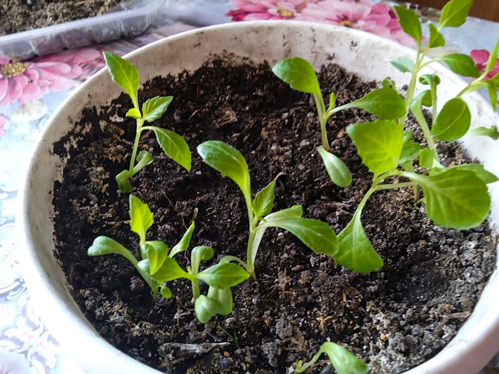 Здесь два сорта георгинов